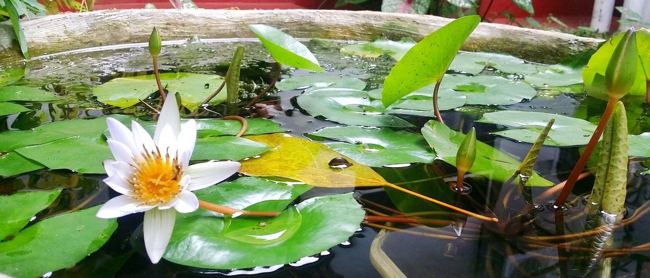 Saubagya Inn Anuradhapura Zewnętrze zdjęcie